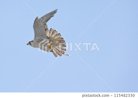 Adult peregrine falcon flying calmly against the blue sky Adult peregrine falcon flying calmly against the blue sky 115482330