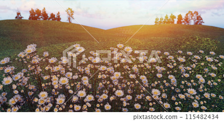 Beautiful spring and summer natural landscape with blooming field of daisies in the grass in the hilly countryside. 115482434