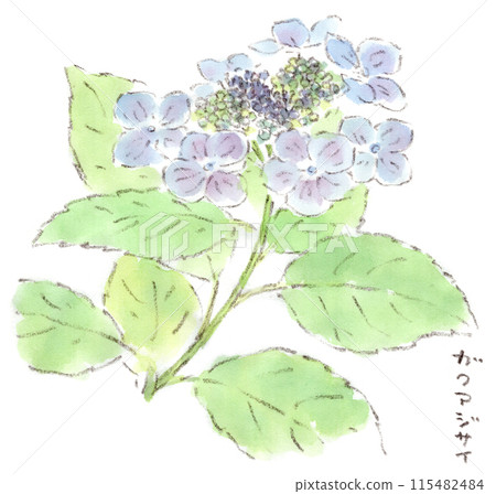 A watercolor illustration of a rainy season plant, Hydrangea macrophylla, with a beautiful gradation from yellow-green to blue-purple 115482484