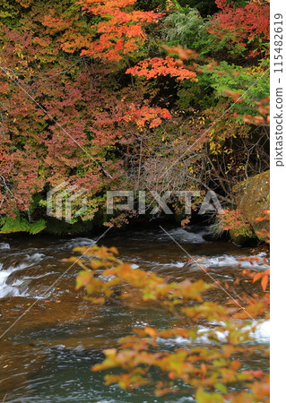 Landscape with autumn leaves 115482619