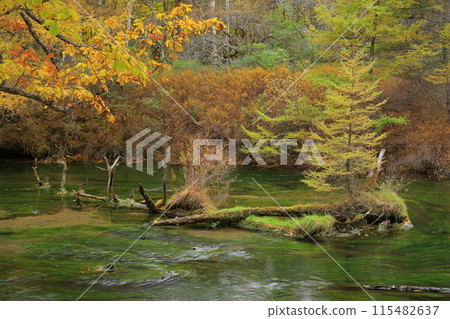 Landscape with autumn leaves 115482637