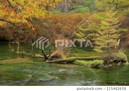 Landscape with autumn leaves Landscape with autumn leaves 115482638