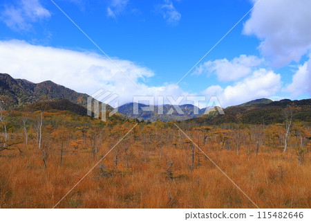 Landscape with autumn leaves 115482646