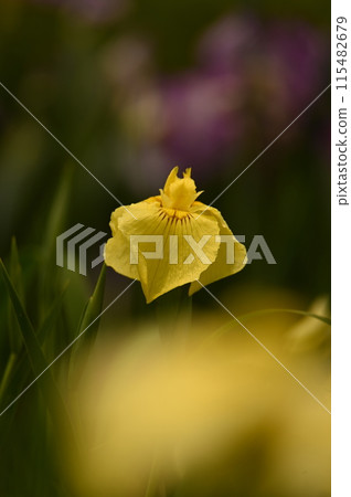 Yellow flower 115482679