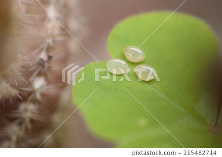 Three insect eggs 115482714
