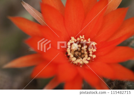 Cactus flower 115482715