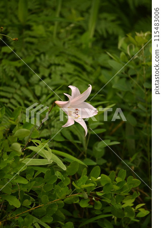 pretty lily flower 115483006