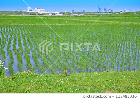 Rice fields after rice planting Local scenery Rural scenery Saitama New Urban Center area 115483330