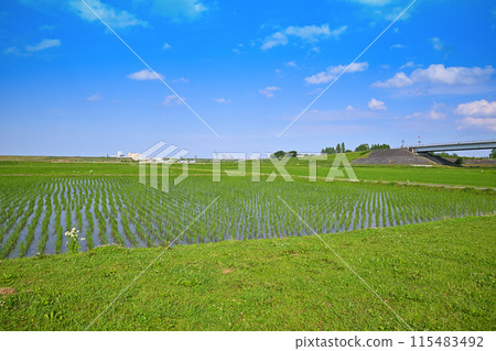 Rice fields after rice planting Local scenery Rural scenery Saitama New Urban Center area Rice fields after rice planting Local scenery Rural scenery Saitama New Urban Center area 115483492