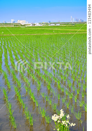 Rice fields after rice planting Local scenery Rural scenery Saitama New Urban Center area 115483494