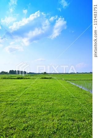Rice fields after rice planting, local scenery, rural scenery, Saitama City 115483751