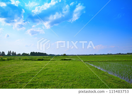 水稻種植後的稻田 當地景觀 鄉村景觀 埼玉市 115483753