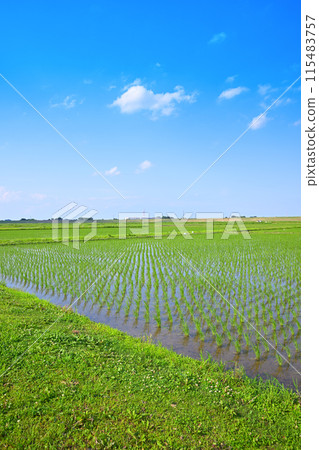 水稻種植後的稻田 當地景觀 鄉村景觀 埼玉市 115483757
