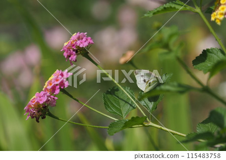 A cabbage white butterfly resting on a lantana flower in the garden 115483758
