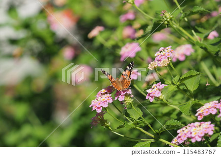 Painted Lady and Lantana Flowers 115483767