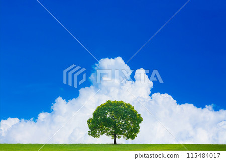 A tree in the meadow and the blue sky 115484017