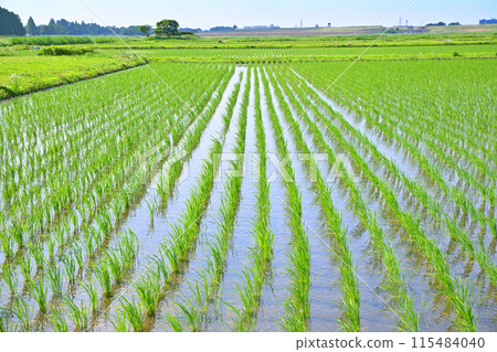 插秧後的稻田隨風搖曳 當地景觀 鄉村景觀 埼玉市 115484040