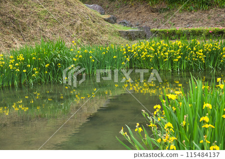 一乘谷朝倉氏遺跡的春天 115484137