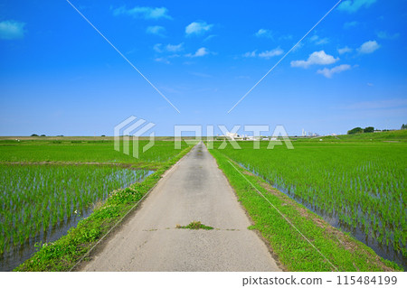 Rice field after rice planting, local scenery, rural scenery, Saitama New Urban Center direction 115484199