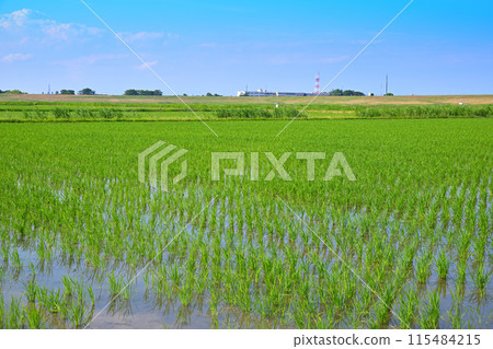 Rice fields after rice planting, local scenery, rural scenery, Saitama City 115484215