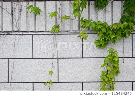 生長在磚牆上的藤蔓 115484245