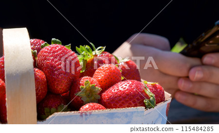 Full basket with fresh red strawberries after harvest on ground on organic strawberry farm. Strawberries ready for export. Agriculture and ecological fruit farming concept Full basket with fresh red strawberries after harvest on ground on organic strawberry farm. Strawberries ready for export. Agriculture and ecological fruit farming concept 115484285
