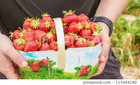 Hand holding basket with pile of fresh red strawberries after harvest on organic strawberry farm. Strawberries ready for export. Agriculture and ecological fruit farming concept. Hand holding basket with pile of fresh red strawberries after harvest on organic strawberry farm. Strawberries ready for export. Agriculture and ecological fruit farming concept. 115484290