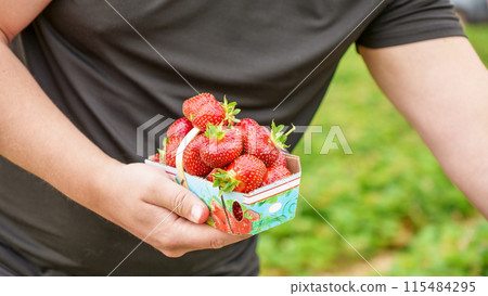 Hand holding basket with pile of fresh red strawberries after harvest on organic strawberry farm. Strawberries ready for export. Agriculture and ecological fruit farming concept. 115484295