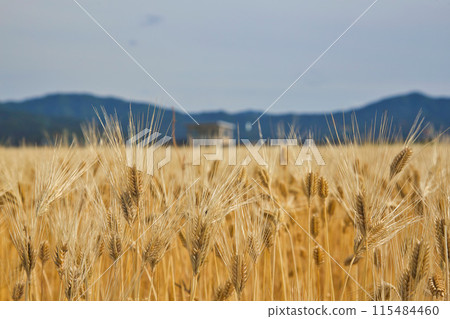 大麥摔倒 115484460