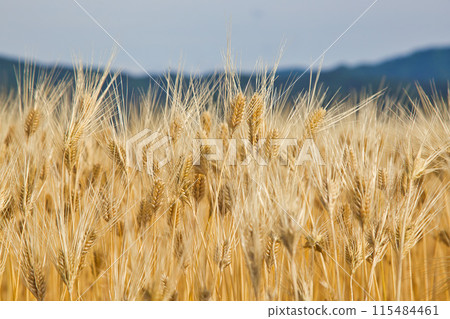 大麥摔倒 115484461