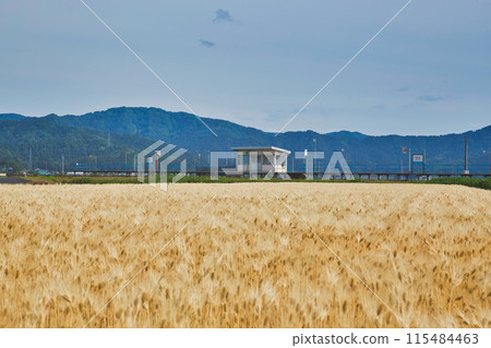 Barley fall Barley fall 115484463