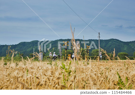 Barley fall Barley fall 115484466