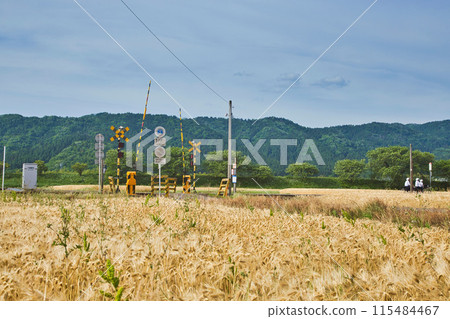 Barley fall Barley fall 115484467