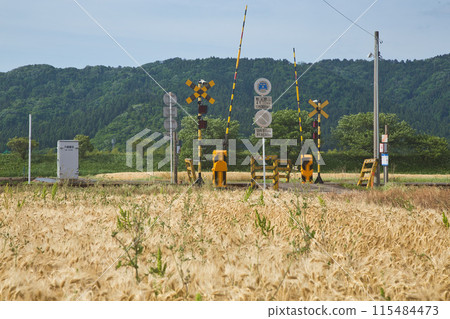 大麥摔倒 115484473