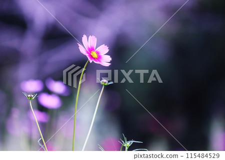 Beautiful background with pink cosmos flowers 115484529