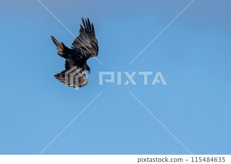 A golden eagle during the breeding season swooping down on prey 115484635