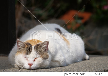 演奏晴朗的領域的離群貓 115484790