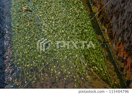 流水裡花盛開，梅花藻 115484796