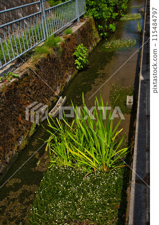 流水裡花盛開，梅花藻 115484797
