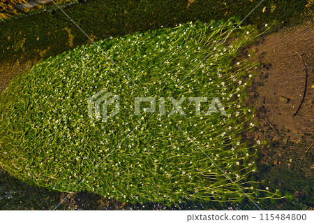 Flowers blooming in the river: Umehanamo Flowers blooming in the river: Umehanamo 115484800
