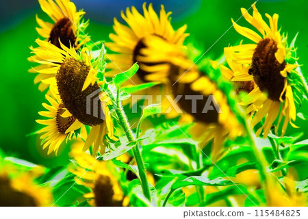sunflower sunflower 115484825