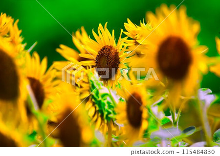 sunflower sunflower 115484830