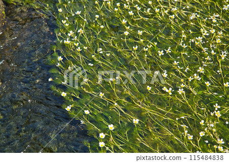 流水裡花盛開，梅花藻 115484838