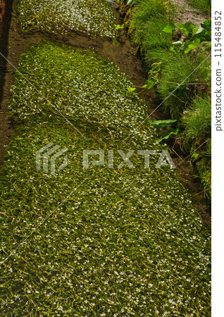 Flowers blooming in the river: Umehanamo 115484852