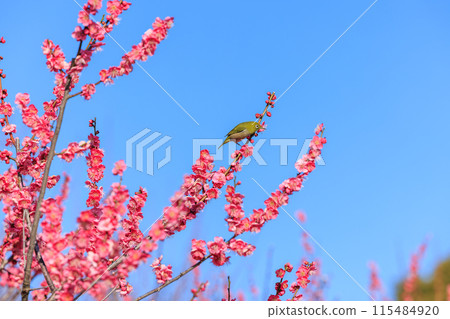 Meiro and red plum Meiro and red plum 115484920