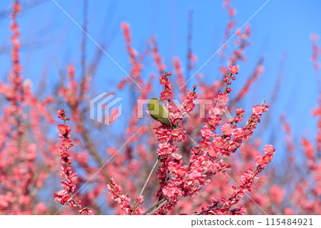 Meiro and red plum Meiro and red plum 115484921