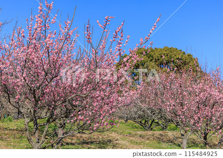 梅花紅梅 115484925