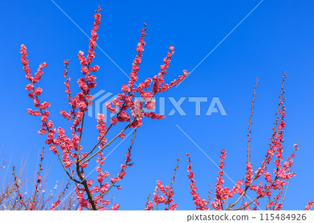 Plum blossom red plum 115484926