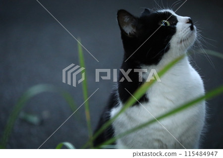 A stray cat that can see something 115484947