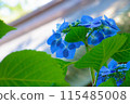 Blue hydrangea 115485008